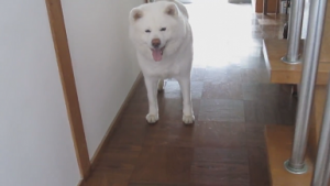 感動の再会 数分ぶりに飼い主さんを見つけて大喜びの秋田犬げんきくん みんなのペットライフ