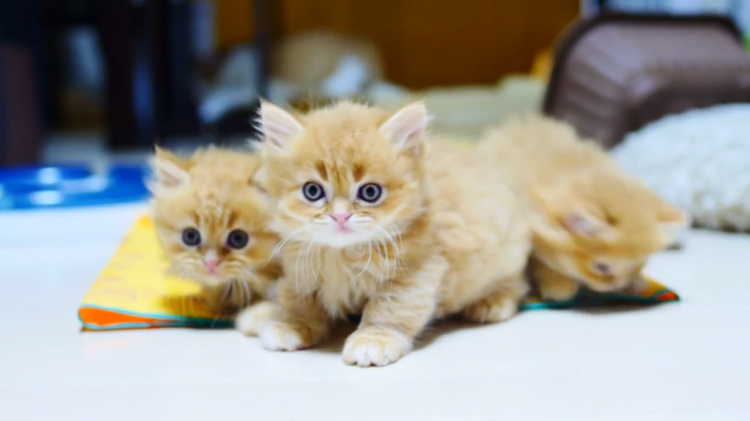 いつでも一緒 マンチカン子ネコちゃん達のもふもふレスリング みんなのペットライフ