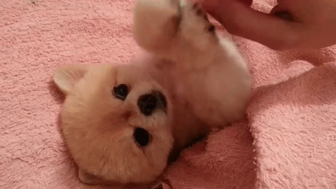 やめちゃダメ W お腹コショコショを何度もおねだりしちゃうポメちゃん みんなのペットライフ やめちゃダメ W お腹コショコショを何度もおねだりしちゃうポメちゃん みんなのペットライフ