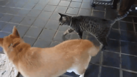 猫 柴犬 ワンちゃんをママのように慕う甘えんぼネコちゃん W みんなのペットライフ 猫 柴犬 ワンちゃんをママのように慕う甘えんぼネコちゃん W みんなのペットライフ