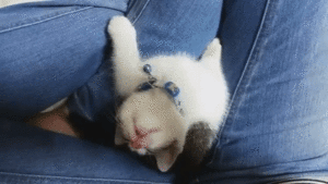 スヤァ W ご主人を見上げたままウトウトしはじめるニャンコちゃんがカワイイ みんなのペットライフ スヤァ W ご主人を見上げたままウトウトしはじめるニャンコちゃんがカワイイ みんなのペットライフ