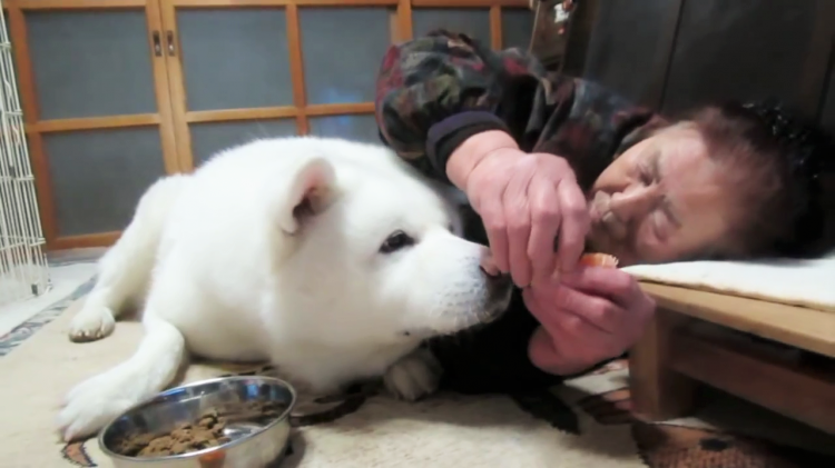 もっともっと おばあちゃんにみかんをおねだりする秋田犬のげんきくん みんなのペットライフ