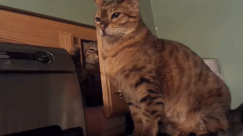 にゃんパンチっ やんちゃねこルシファーの不意打ちイタズラ攻撃 みんなのペットライフ にゃんパンチっ やんちゃねこルシファーの不意打ちイタズラ攻撃 みんなのペットライフ