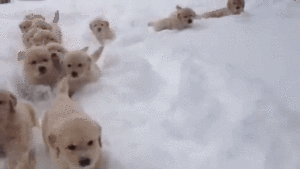 もふもふ大行進 冷たくてもへっちゃら 雪の中を走る15匹のわんちゃん みんなのペットライフ もふもふ大行進 冷たくてもへっちゃら 雪の中を走る15匹のわんちゃん みんなのペットライフ