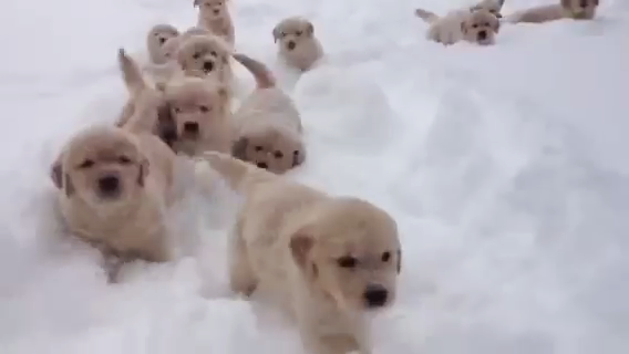 もふもふ大行進 冷たくてもへっちゃら 雪の中を走る15匹のわんちゃん みんなのペットライフ