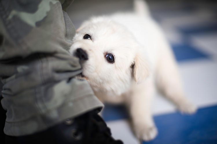 飼い主の足を噛む子犬