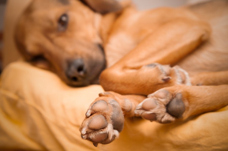 犬に靴は必要なの メリットとデメリット サイズの測り方をご紹介 みんなのペットライフ