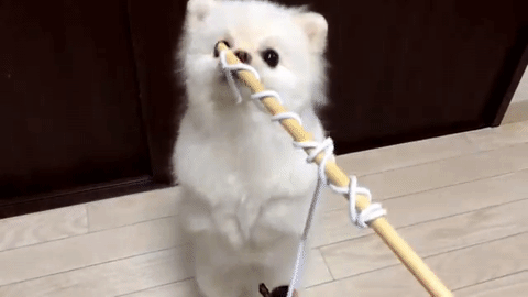 犬じゃらし 猫じゃらしの棒の方にハマったポメラニアン W みんなのペットライフ 犬じゃらし 猫じゃらしの棒の方にハマったポメラニアン W みんなのペットライフ