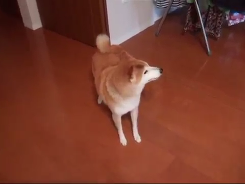 ゴロゴロこわい W 雷の音がとっても苦手な柴犬のシバタくんがとった行動とは みんなのペットライフ ゴロゴロこわい W 雷の音がとっても苦手な柴犬のシバタくんがとった行動とは みんなのペットライフ