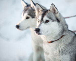 最新版 大型犬のランキングトップ10 種類ごとの特徴をご紹介 みんなのペットライフ