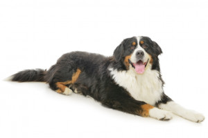 最新版 大型犬のランキングトップ10 種類ごとの特徴をご紹介 みんなのペットライフ 最新版 大型犬のランキングトップ10 種類ごとの特徴をご紹介 みんなのペットライフ