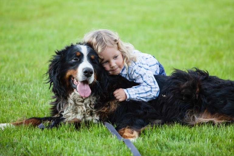 最新版 大型犬のランキングトップ10 種類ごとの特徴をご紹介 みんなのペットライフ