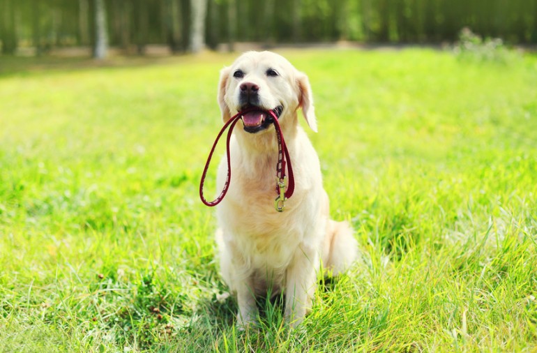 最新版 大型犬のランキングトップ10 種類ごとの特徴をご紹介 みんなのペットライフ 最新版 大型犬のランキングトップ10 種類ごとの特徴をご紹介 みんなのペットライフ