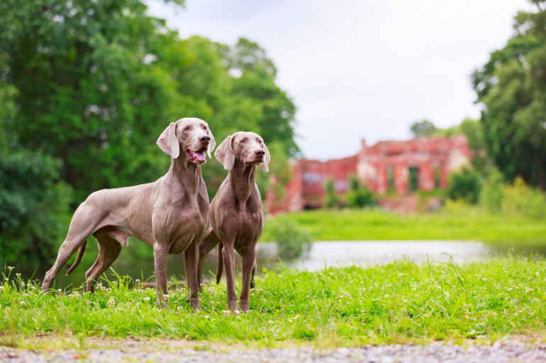 最新版 大型犬のランキングトップ10 種類ごとの特徴をご紹介 みんなのペットライフ 最新版 大型犬のランキングトップ10 種類ごとの特徴をご紹介 みんなのペットライフ