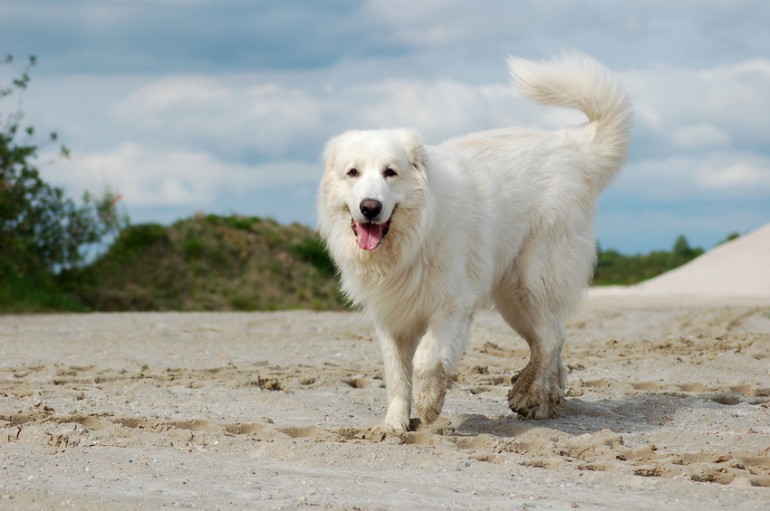 最新版 大型犬のランキングトップ10 種類ごとの特徴をご紹介 みんなのペットライフ 最新版 大型犬のランキングトップ10 種類ごとの特徴をご紹介 みんなのペットライフ