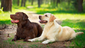 最新版 大型犬のランキングトップ10 種類ごとの特徴をご紹介 みんなのペットライフ 最新版 大型犬のランキングトップ10 種類ごとの特徴をご紹介 みんなのペットライフ