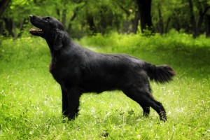 永遠の子犬 天真爛漫な人気者 フラットコーテッドレトリバーの特徴とは みんなのペットライフ 永遠の子犬 天真爛漫な人気者 フラットコーテッドレトリバーの特徴とは みんなのペットライフ