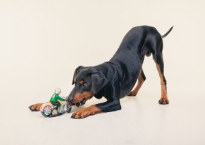 賢く飼いやすい ジャーマンピンシャーの特徴と飼い方 みんなのペットライフ 賢く飼いやすい ジャーマンピンシャーの特徴と飼い方 みんなのペットライフ