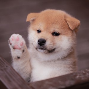 柴犬の性格や飼い方のポイント 俊敏さと賢さを生かすためにしっかり運動しよう みんなのペットライフ 柴犬の性格や飼い方のポイント 俊敏さと賢さを生かすためにしっかり運動しよう みんなのペットライフ