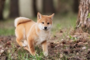柴犬ビギナーでも安心 柴犬を飼う前に揃えておくべき7つのグッズ みんなのペットライフ 柴犬ビギナーでも安心 柴犬を飼う前に揃えておくべき7つのグッズ みんなのペットライフ