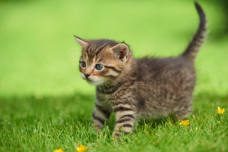 猫のしっぽは心の鏡 7つのしっぽの動きから見る猫の気持ちとは みんなのペットライフ