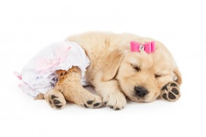 犬の介護に使うおむつの必要性とサイズが合わないときの対処法とは みんなのペットライフ 犬の介護に使うおむつの必要性とサイズが合わないときの対処法とは みんなのペットライフ