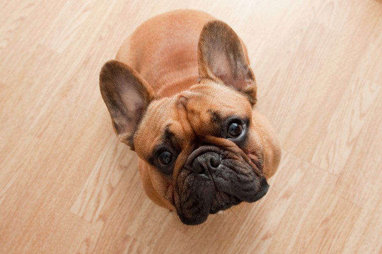 フレンチブルドッグのおおらかな性格と積極的な一面を生かして 上手な飼い方を みんなのペットライフ