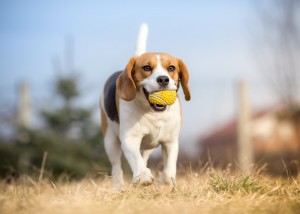 賢くてフレンドリーな人気者 ビーグルの特徴と性格について みんなのペットライフ