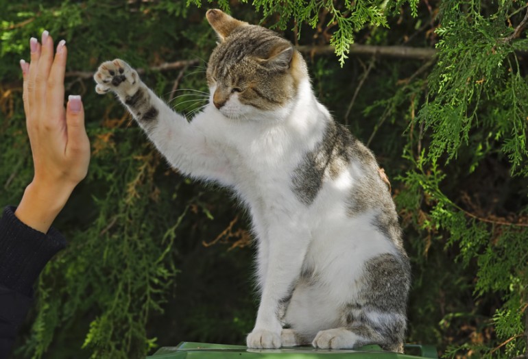 それは友情 はたまた怒り 必殺技 猫パンチ の意味とは みんなのペットライフ