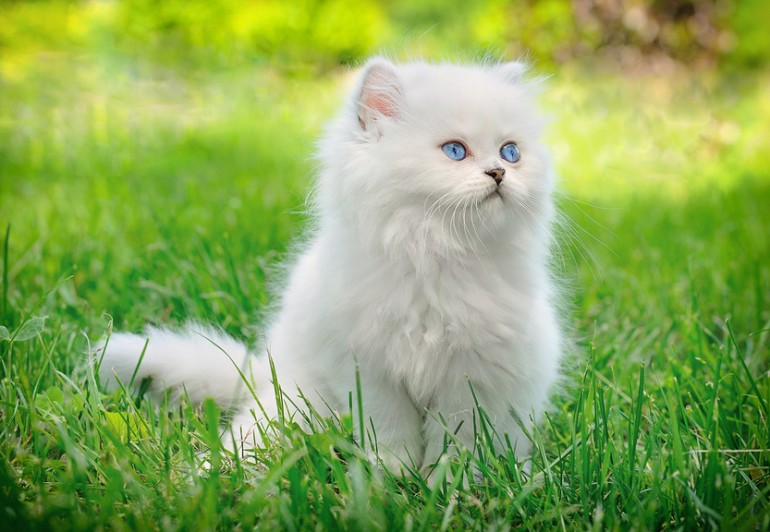 栽培方法も 猫草って用意すべき 猫草の効果と必要性 みんなのペットライフ