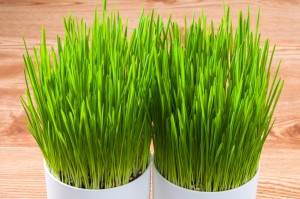 栽培方法も 猫草って用意すべき 猫草の効果と必要性 みんなのペットライフ 栽培方法も 猫草って用意すべき 猫草の効果と必要性 みんなのペットライフ