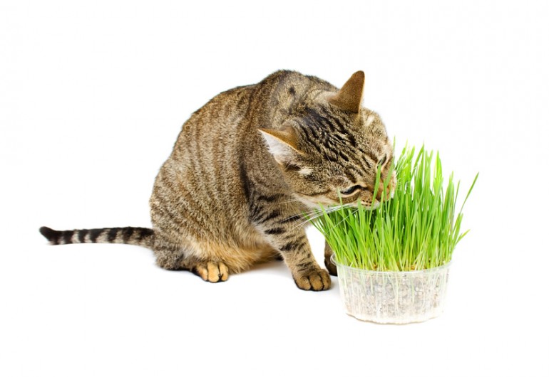 栽培方法も 猫草って用意すべき 猫草の効果と必要性 みんなのペットライフ