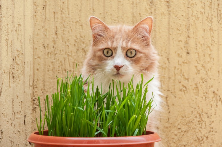 栽培方法も 猫草って用意すべき 猫草の効果と必要性 みんなのペットライフ