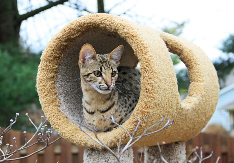 サーバルがイエネコになった 野生の血を引く猫サバンナってどんな猫