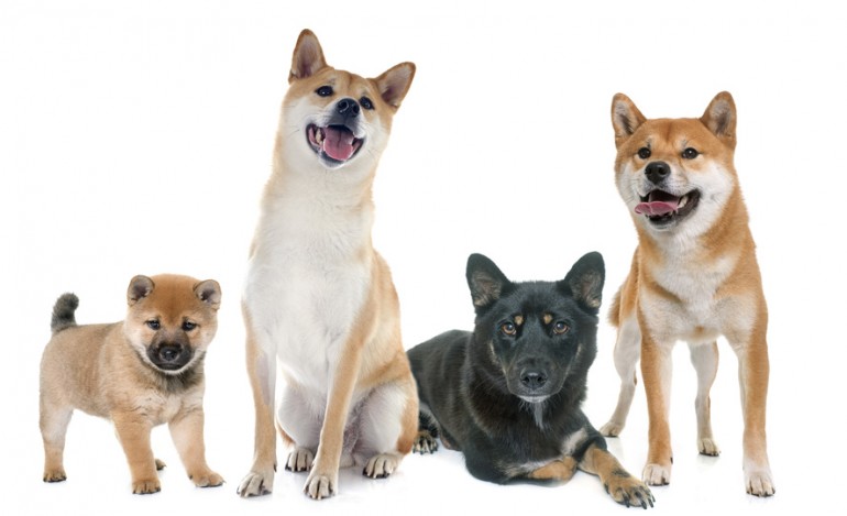 豆柴の子犬はどのくらい小さいの 豆柴の子犬を選ぶポイントとしつけについて みんなのペットライフ