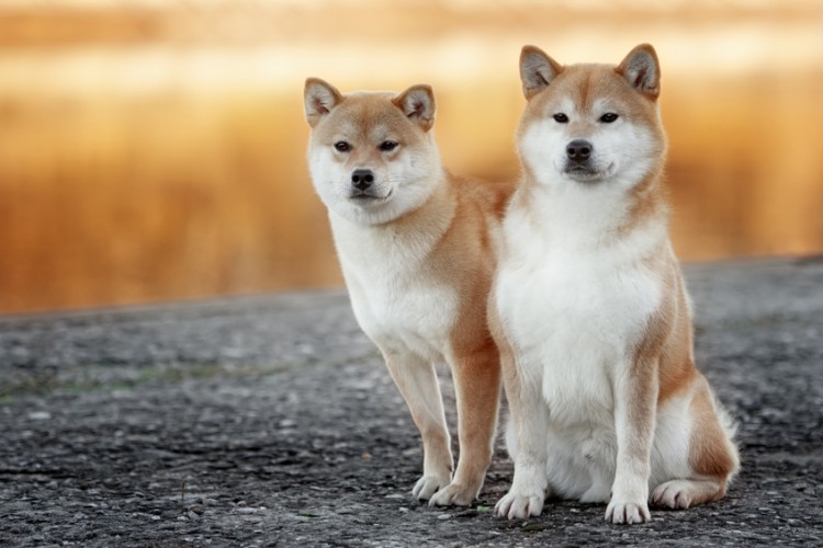 豆柴の子犬はどのくらい小さいの 豆柴の子犬を選ぶポイントとしつけについて みんなのペットライフ