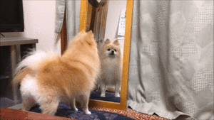 あなただあれ 鏡に映る自分の姿にとまどうポメラニアンちゃん W みんなのペットライフ あなただあれ 鏡に映る自分の姿にとまどうポメラニアンちゃん W みんなのペットライフ