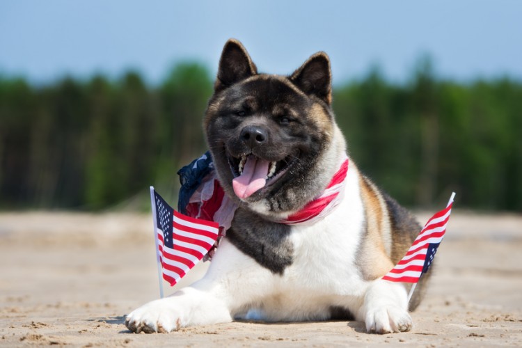 アメリカンアキタ ってどんな犬 アメリカンアキタの歴史と特徴について みんなのペットライフ