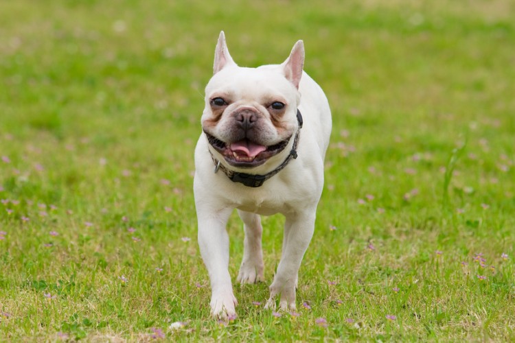 甘えん坊で明るい性格 フレンチブルドッグの特徴 飼い方について みんなのペットライフ