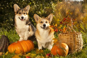 運動神経バツグンで賢い コーギーの特徴と魅力や性格を紹介 みんなのペットライフ