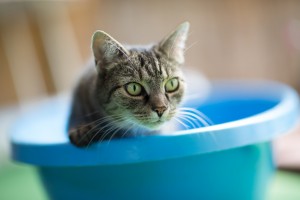 猫はお風呂が嫌い 猫をお風呂好きにするには みんなのペットライフ