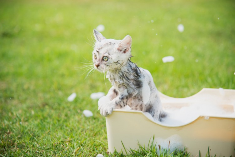猫はお風呂が嫌い 猫をお風呂好きにするには みんなのペットライフ