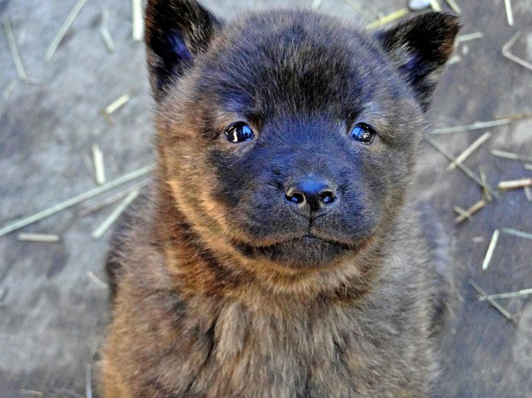 日本犬なのにあまり見かけない甲斐犬 その特徴と性格は みんなのペットライフ