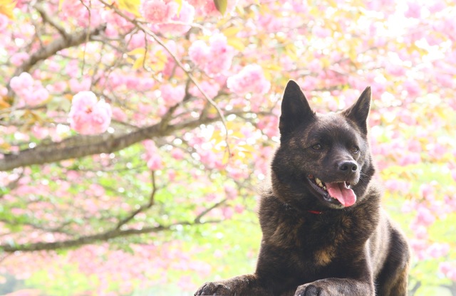 日本犬なのにあまり見かけない甲斐犬 その特徴と性格は みんなのペットライフ