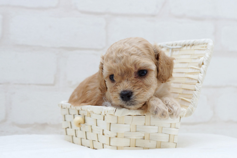 ティーカッププードルを飼うには里親がいいって本当 里親になるメリットと注意点 みんなのペットライフ