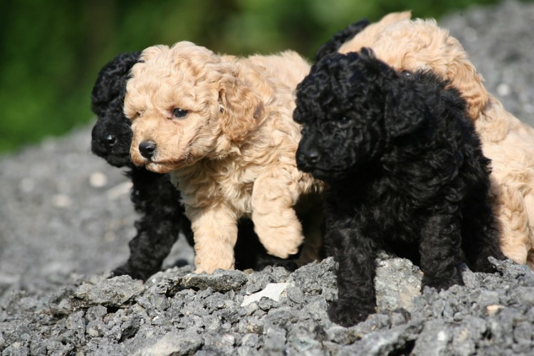 ティーカッププードルを飼うには里親がいいって本当 里親になるメリットと注意点 みんなのペットライフ