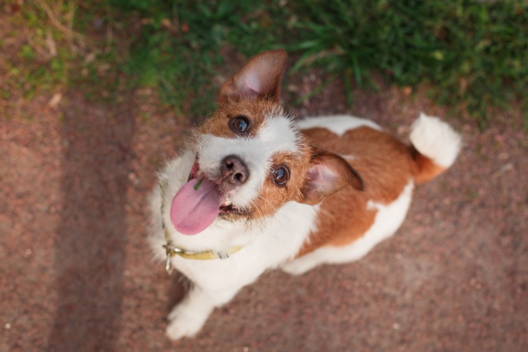 しっぽでわかる犬の気持ち 犬がしっぽを振るのは うれしい からじゃなかった みんなのペットライフ