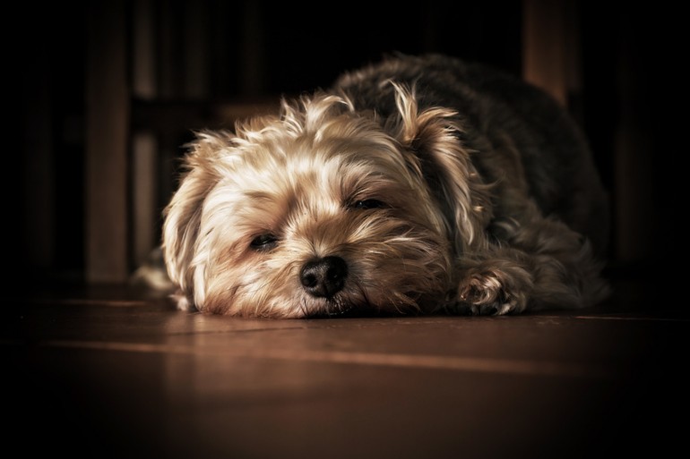 しっぽでわかる犬の気持ち 犬がしっぽを振るのは うれしい からじゃなかった みんなのペットライフ