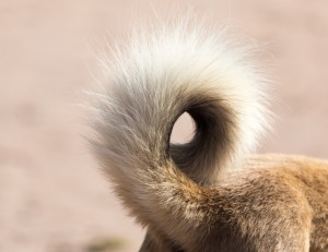 しっぽでわかる犬の気持ち 犬がしっぽを振るのは うれしい からじゃなかった みんなのペットライフ