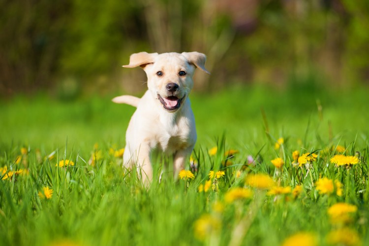 しっぽでわかる犬の気持ち 犬がしっぽを振るのは うれしい からじゃなかった みんなのペットライフ